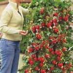 Выращивание клубники по голландской технологии