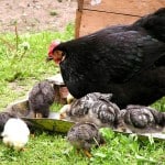 Разведение кур несушек на даче